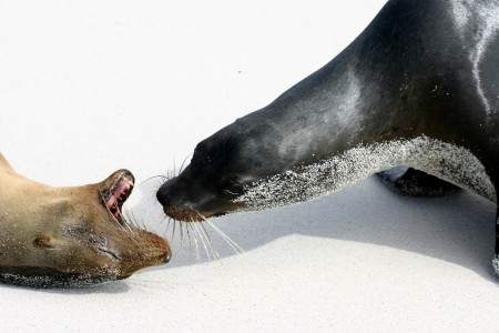 Galapagos Sea Lion Zalophus californianus Isla Espanola, Galapagos